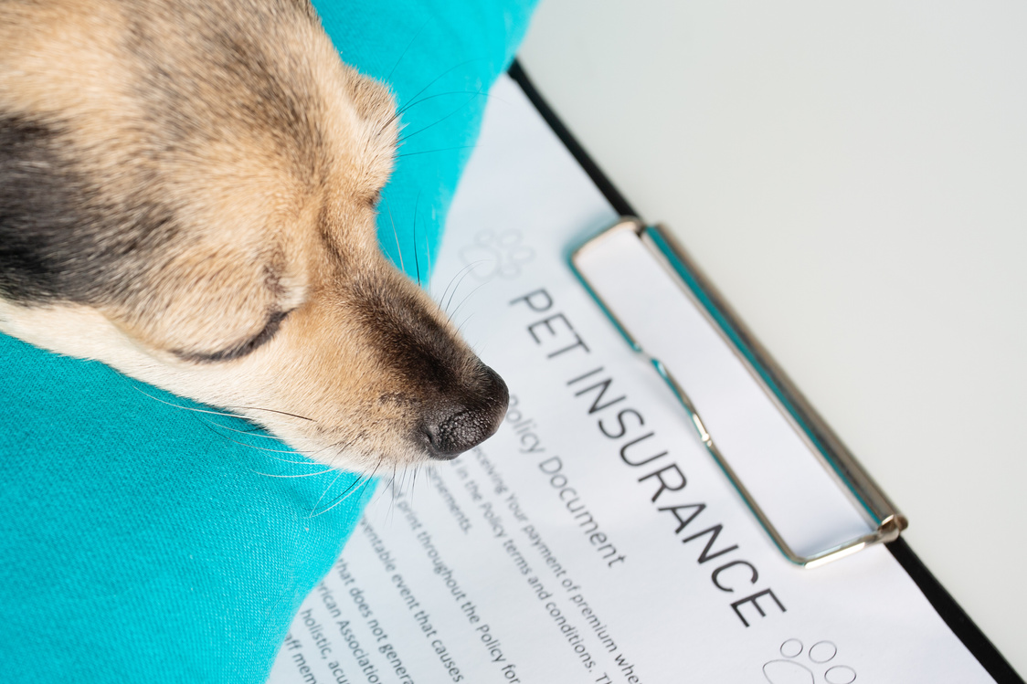 Health insurance for pets, cute dog sleeping with insurance policy, pet's veterinary care